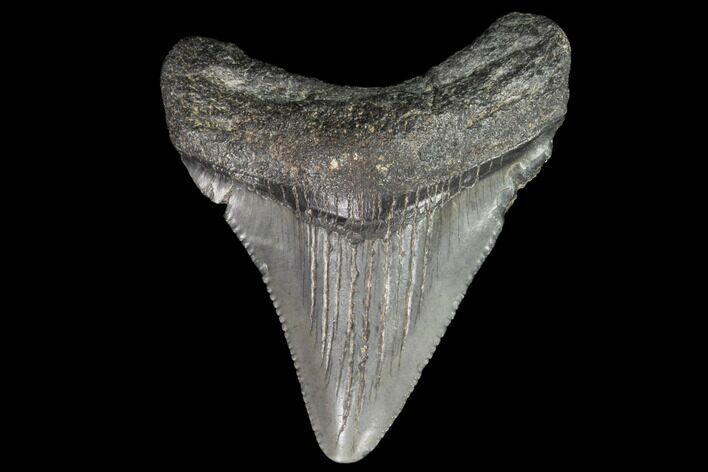 Juvenile Megalodon Tooth - Georgia #101417